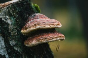 4 Best Moisture-Wicking Socks for Fungus in 2026