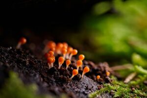 10 Best Nail Fungus Oil for Toenails in 2026